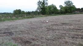 Adorable jack russel terrier shows off his football skills.