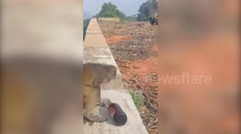 Cheeky monkey grabs a bottle of beer as it drinks to quench its thirst in India