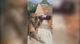Cheeky monkey chugs a beer