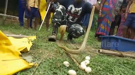 King cobra spits up seven eggs after getting caught raiding hen house