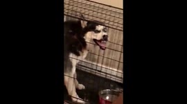 This husky can pull off a troll face perfectly