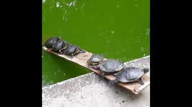 Turtles balance themselves on plank to avoid sinking into pond