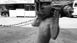 Dancing Monkeys