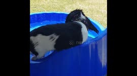 Cute puppy loves to slide