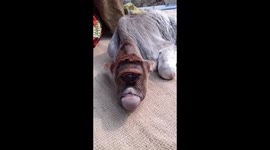 One-eyed cow is worshipped as Hindu god in northern India