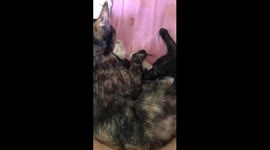 my boyfriend’s cat just gave birth and the male cat’s reaction is priceless