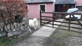 naughty sheep caught eating hedge in residential garden