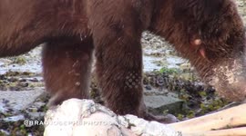 Female  Grizzly spins out of deadly death grip