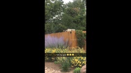 Dogs jumping to peak over fence