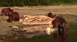 Hero grizzly saves mamma bear in a brutal fight