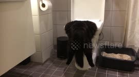 Rough night out? Cat hangs head first in toilet bowl