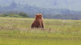 Mating season grizzly bear brawl, Alaska