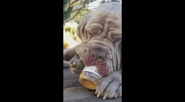 Dog loves peanut butter