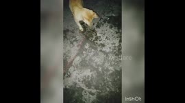 Cat playing with a dying centipede