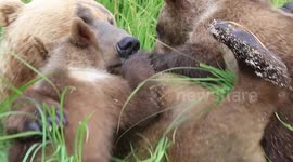 Mother grizzly nursing cubs!
