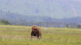 Alaska Grizzly vs Grizzly, bear fight