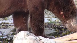 Female Grizzly Bear Spins Out of Death-grip- нести
