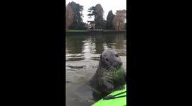 Inquisitive seal swims up to delighted kayaker on the Thames