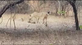 Wild Indian lioness adopts leopard cub in heartwarming show of kindness
