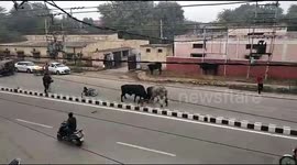 Biker thrown off his bike by two fighting bulls on Indian rural road