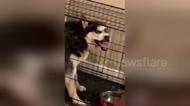 This husky can pull off a troll face perfectly