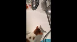 Funny cat playing with water