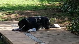 Funny dog loves licking his owner's pool cover