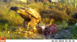 A Golden eagle's feathers beautifully highlighted by a low winter sun.