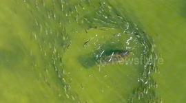 Stunning aerial footage shows large school of fish weaving through a group of manatees