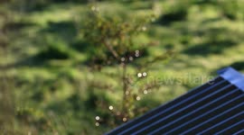 Early morning dew out of focus sparkling like a Christmas tree.