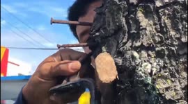 Indonesian youths come together to remove hundreds of rusty nails from a tree