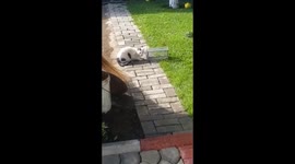 Tom and jerry