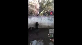 Disturbing video shows Indian man hitting trapped mother bear