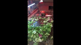 Frisky turtles
