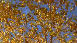 Fall Colors in New Mexico 2018