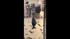 Cute fish