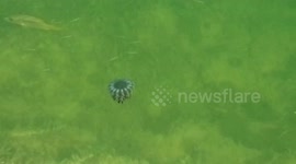 A Mangrove Jellyfish Floats Tranquilly with Fishes