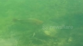 Parrotfish Cleans Rock in Key West