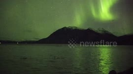 Whooper Swans chant during Aurora in Iceland