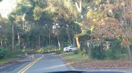 Deer Crossing