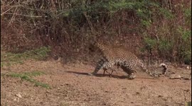 Indian officials free leopard trapped in hunting snare