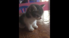 sleepy kitten