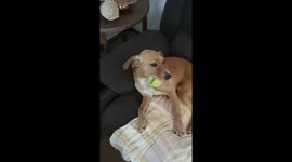 Dog loving his ball
