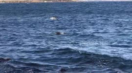 Attack for thire prey