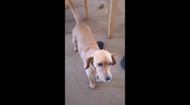 Dog dropping his food in slow motion