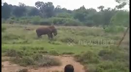 Man trying to hypnotise wild elephant trampled to death in Sri Lanka