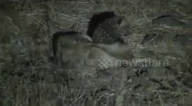 Rare footage shows lioness breastfeeding leopard cub in western India