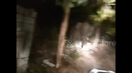 Elephant caught in police style chase after two men are trampled to death by wild herd