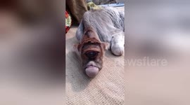 One-eyed cow is worshipped as Hindu god in northern India