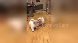 Team work makes the dream work! Puppies work together to play fetch